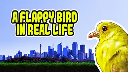 Зображення A Flappy Bird in Real Life 